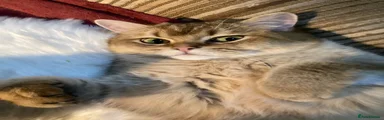 British Shorthair cat 1