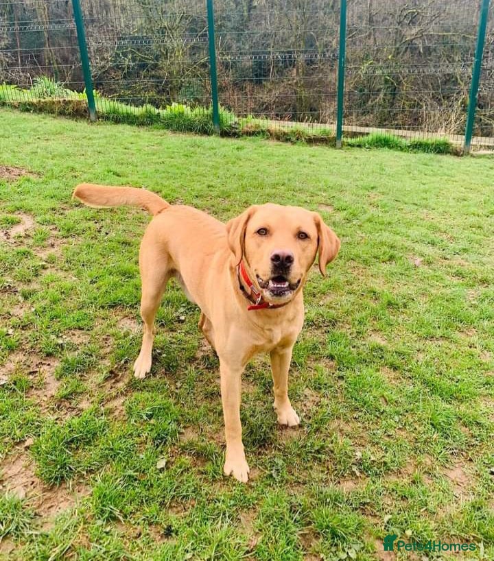 Labrador Retriever dogs Stud duties  (PROVEN) - Advert 9