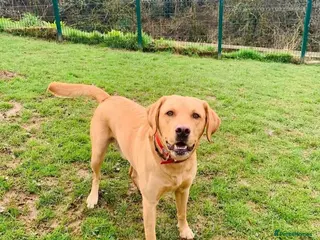 Labrador Retriever dogs Stud duties (PROVEN) - Advert 9