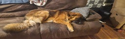 Mixed Breed dogs for sale: Bear looking for a new home - Advert 5