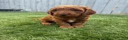 Cockapoo dogs for sale: Stunning Red & Apricot Cockapoo  (F1b) DNA Tested in Redditch - Advert 3