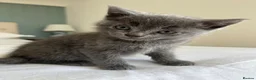 Ragdoll cats for sale: Pretty ragdoll X short hair friendly girl kittens  - Advert 11