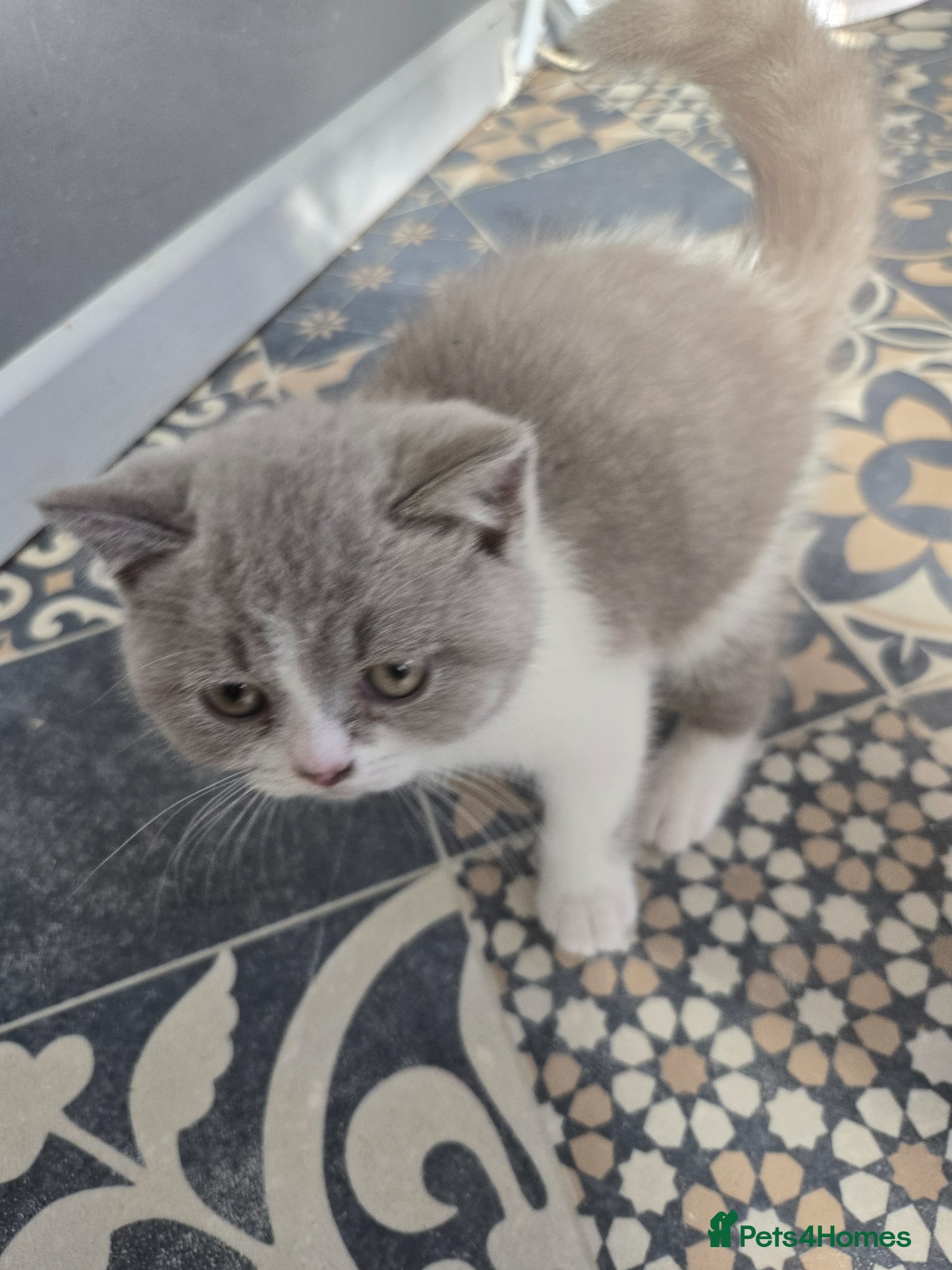 British Shorthair cats  british shorthair 2 boy 1girl  ready now - Advert 3