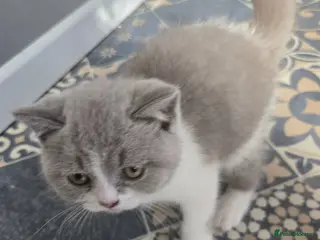 British Shorthair cats british shorthair 2 boy 1girl ready now - Advert 3
