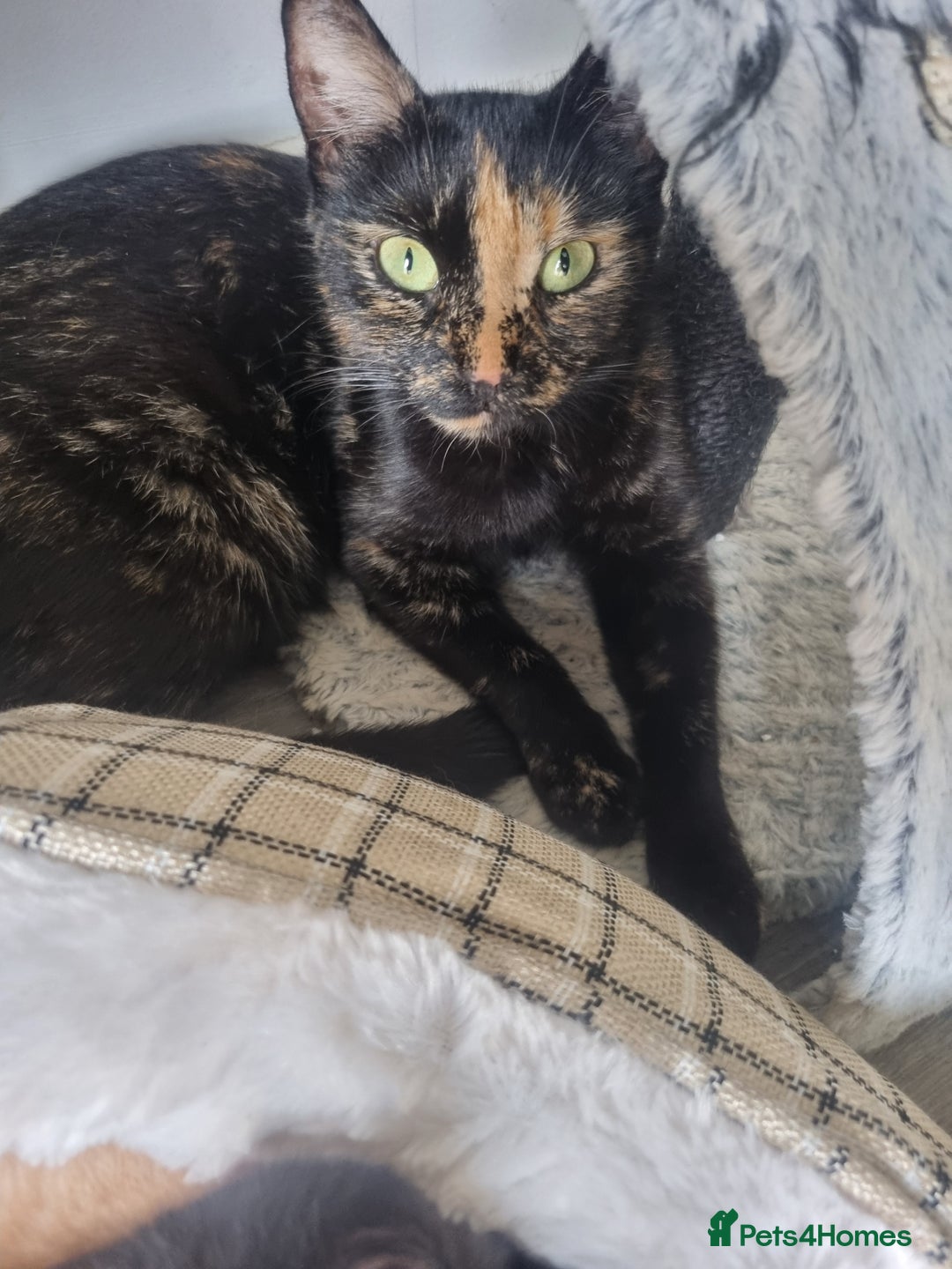 Mixed Breed cats for sale: Mixed tortoiseshell/British short-hair  - Image 12