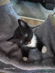 Mixed Breed cats 4 kittens for sale - Advert 1