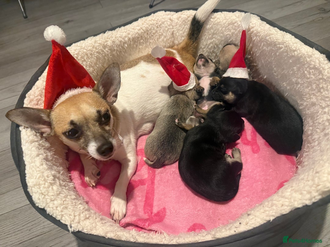 Mixed Breed dogs for sale: Puppies for sale - Advert 5