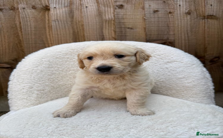 Golden Retriever dogs - Advert 8