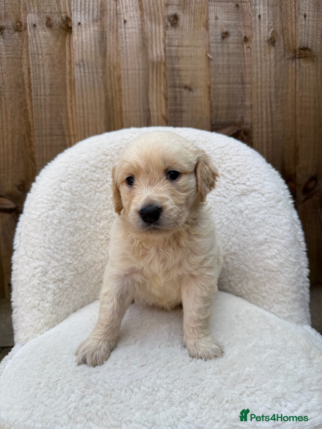Golden Retriever dogs for sale: Mini golden retrievers very rare Dakota sport  - Image 1