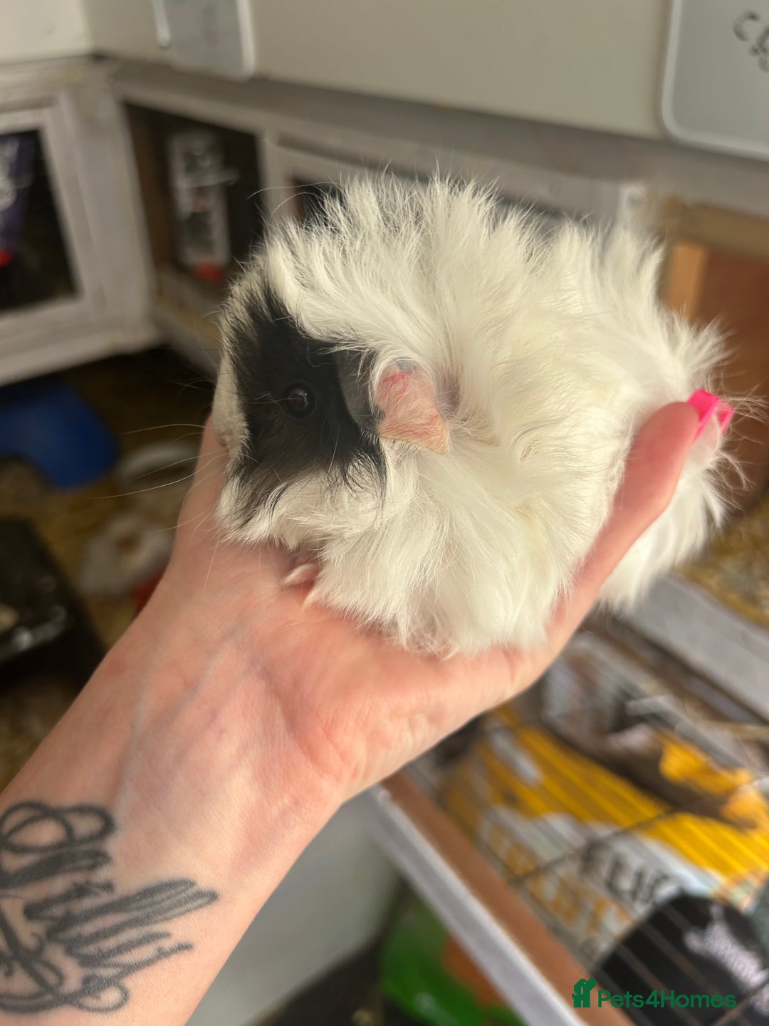 Guinea Pig rodents for sale: Male baby guineapigs  in Shefford - Image 1