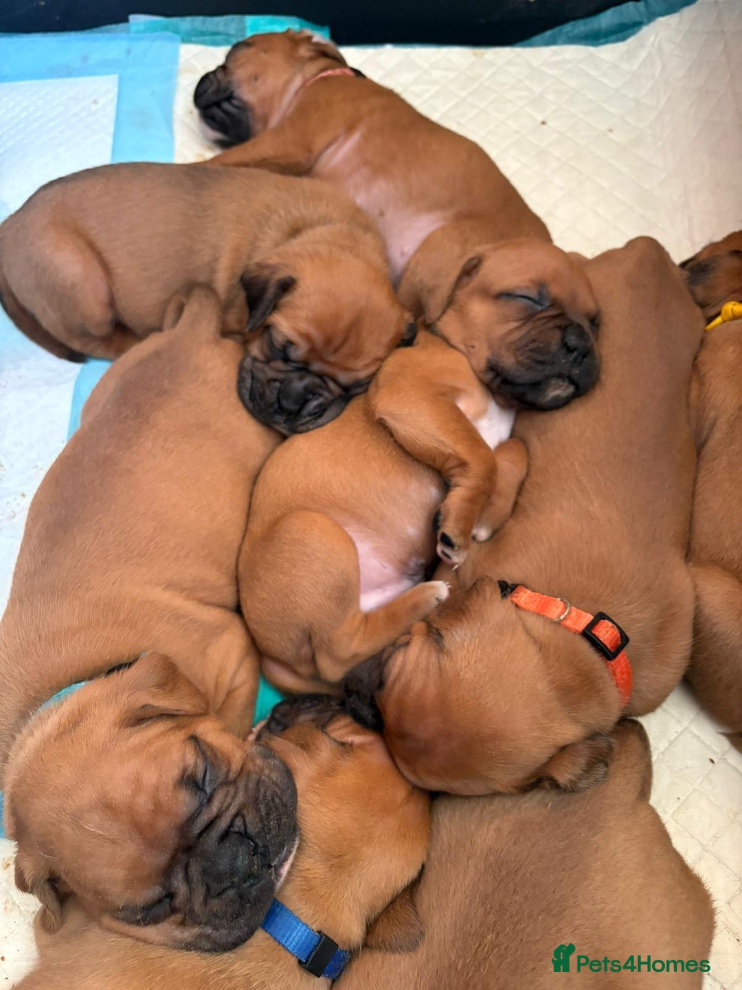 Boxer dogs for sale: 10 Boxer X Puppies - Ready 13th October - Image 17