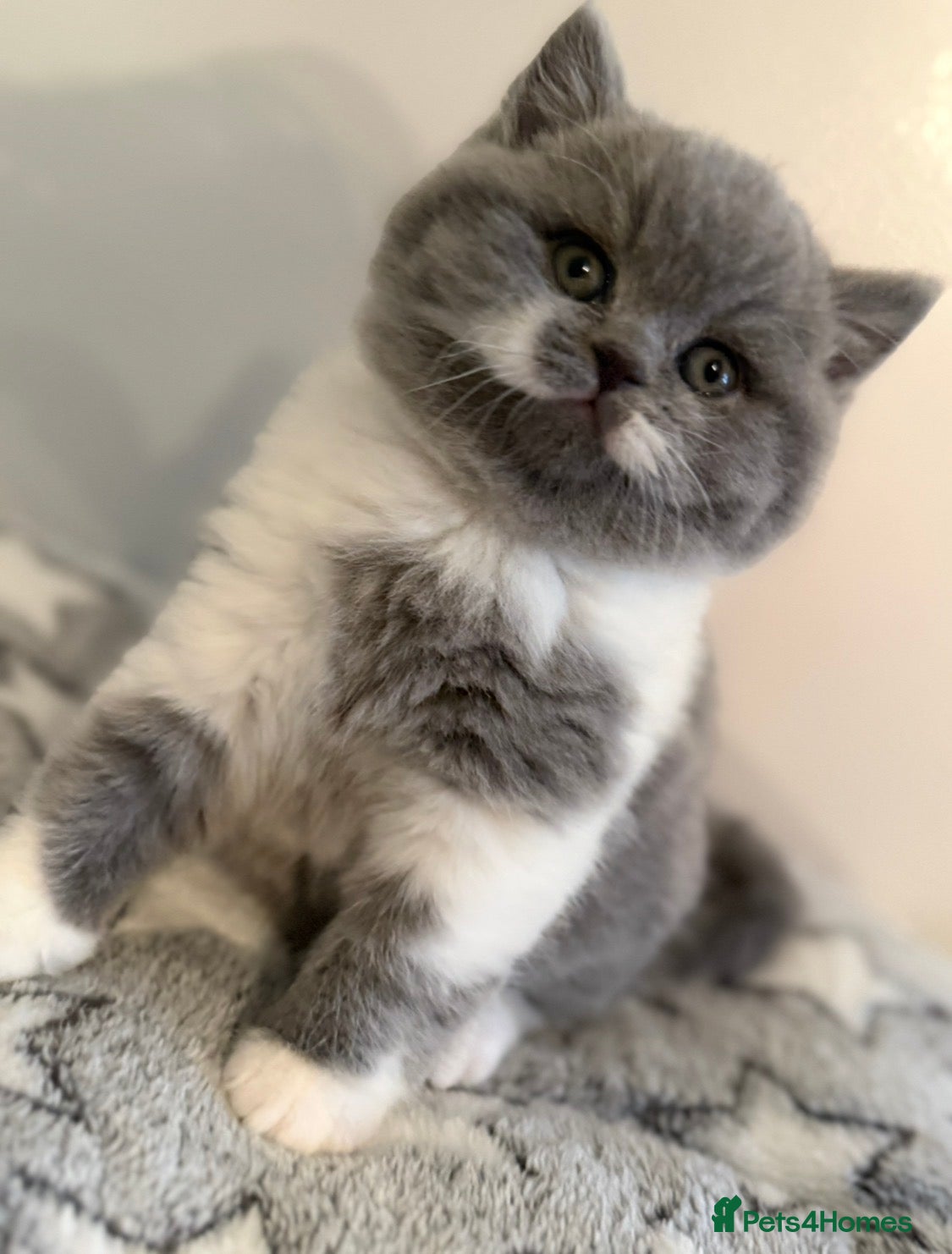 British Shorthair cats 🏆CHAMPIONSHIP BLOOD LINE PURE PEDIGREE BSH 🏆✨😻 - Advert 13