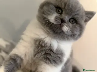 British Shorthair cats 🏆CHAMPIONSHIP BLOOD LINE PURE PEDIGREE BSH 🏆✨😻 - Advert 13