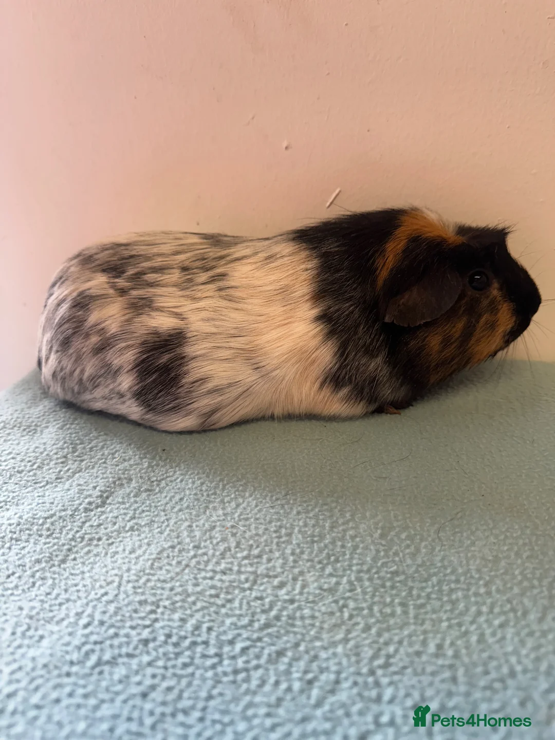 Guinea Pig rodents for sale: Female guinea pigs  - Advert 1