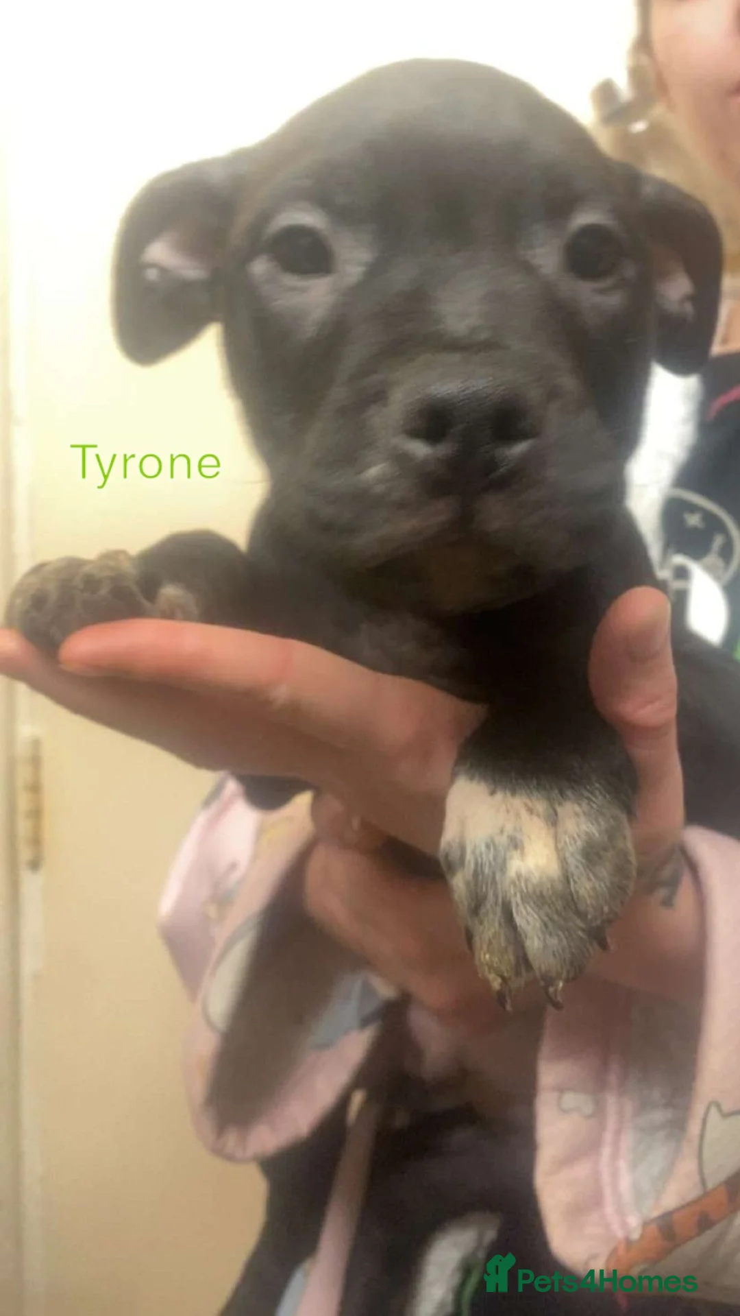 Staffordshire Bull Terrier dogs for sale: Beautiful Staffies pups  - Advert 10