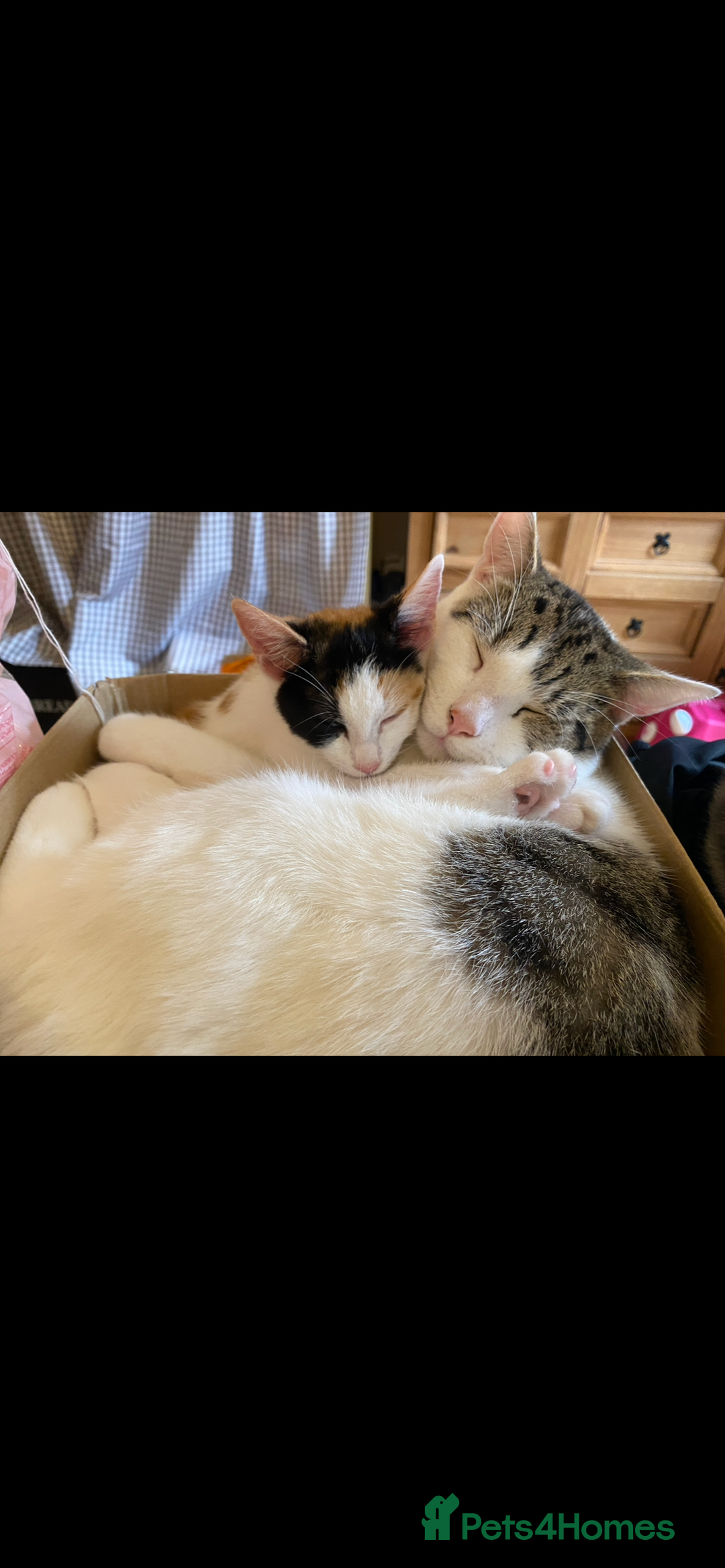 Mixed Breed cats for sale: Rebel - Advert 2