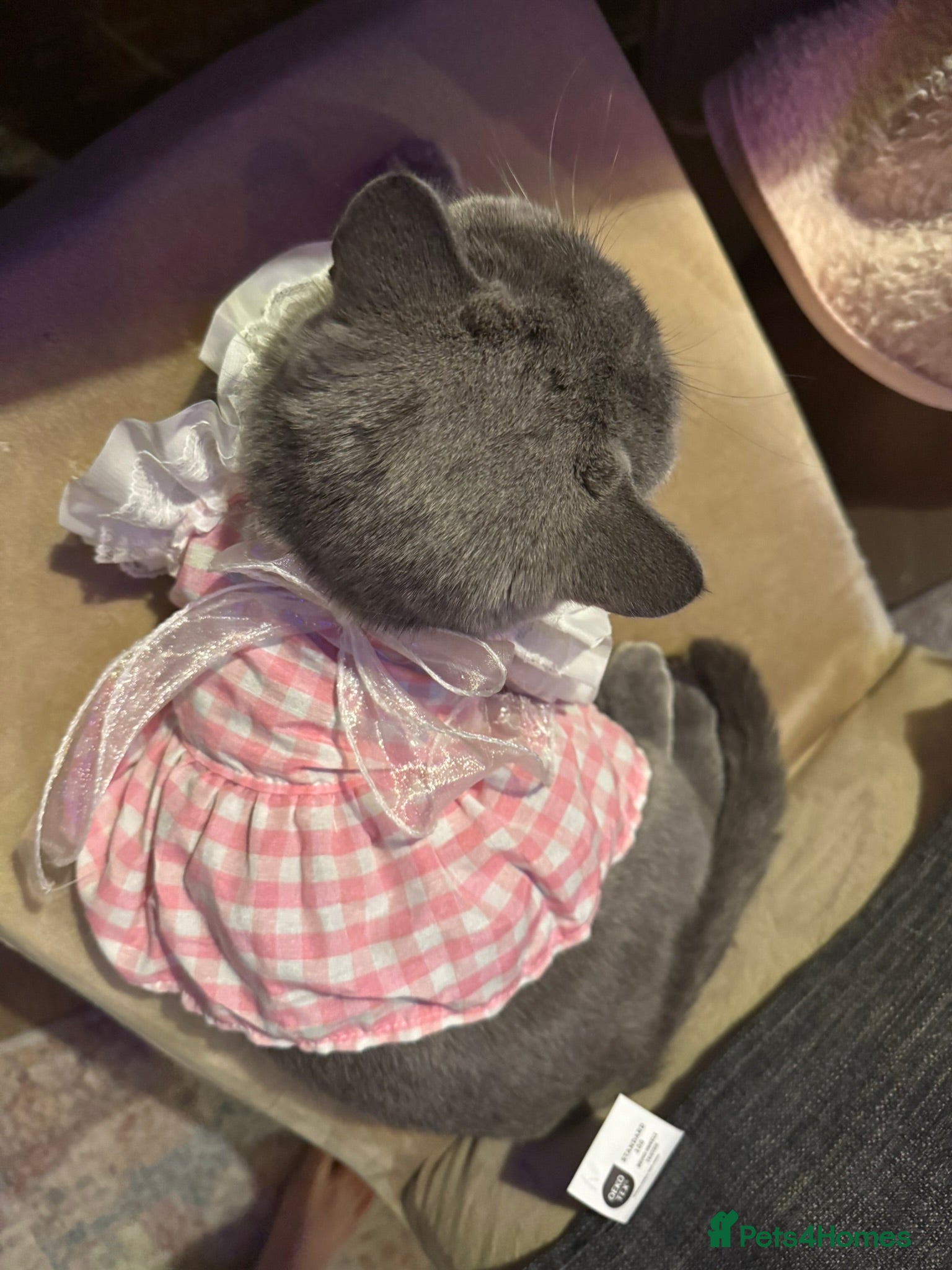 British Shorthair cats URGENT: Super Affectionate Cat Needs Loving Home - Advert 1