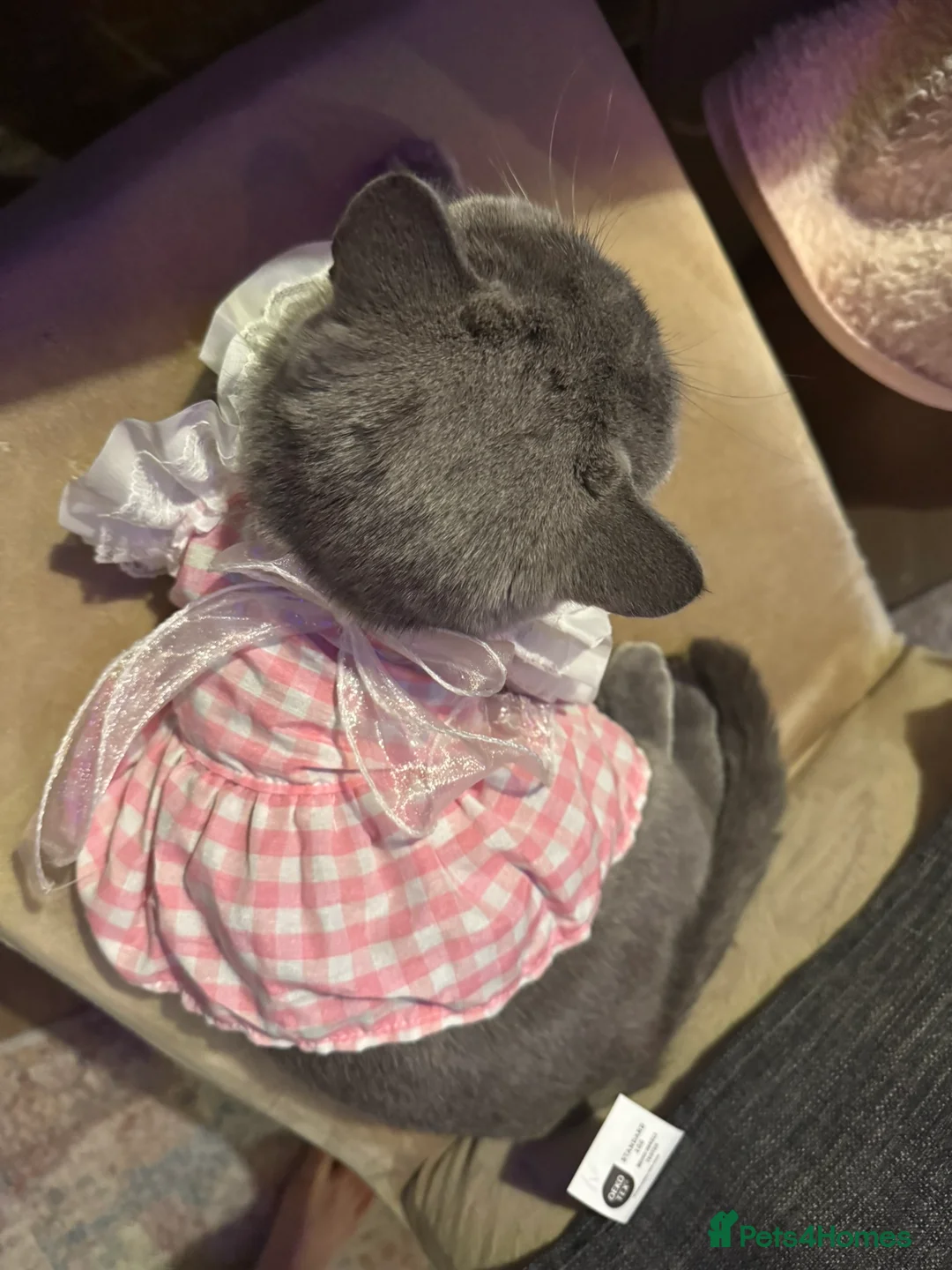 British Shorthair cats for sale: URGENT: Super Affectionate Cat Needs Loving Home - Advert 2