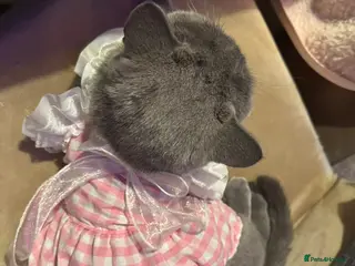 British Shorthair cats URGENT: Super Affectionate Cat Needs Loving Home - Advert 1