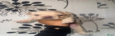 French Bulldog Puppy 6