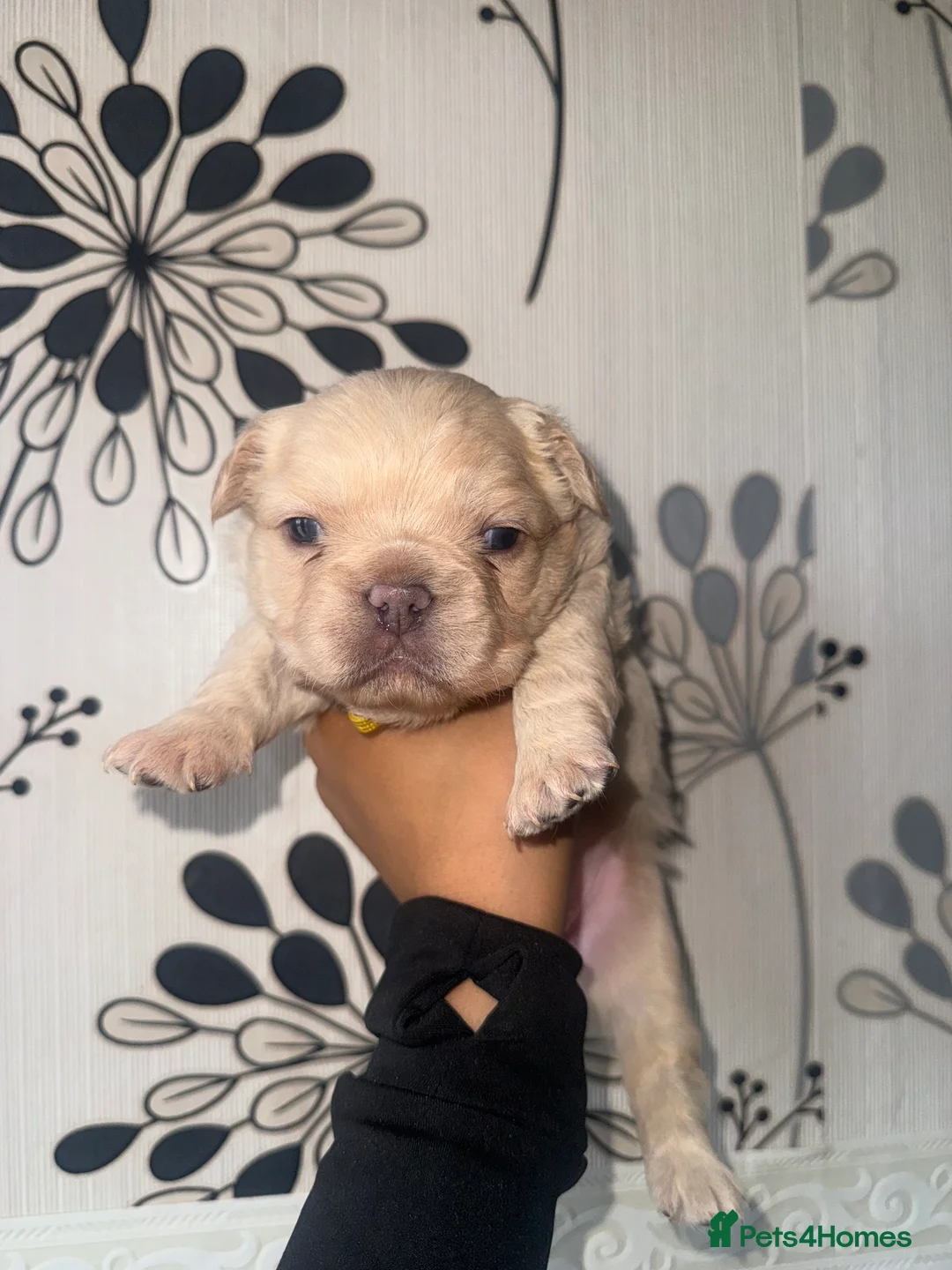 French Bulldog dogs for sale: Fluffy Frenchies   - Advert 2