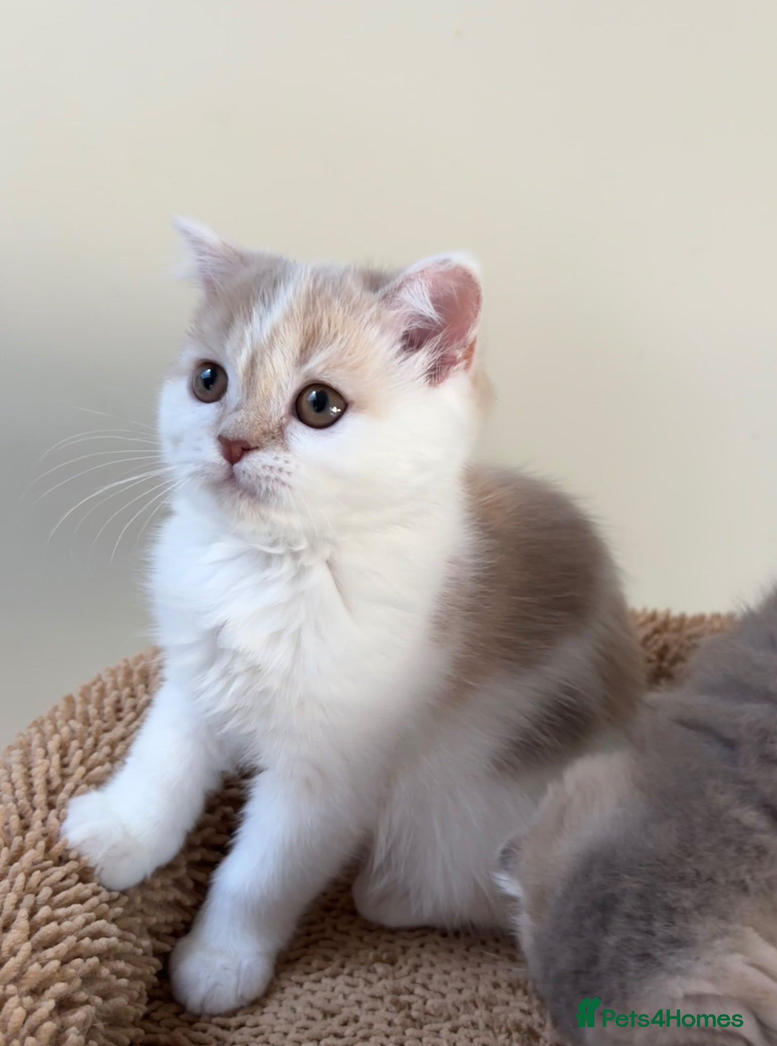 Scottish Fold cats Pedigree Adorable Scottish Fold Kittens  - Advert 7