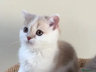 Scottish Fold cats Pedigree Adorable Scottish Fold Kittens - Advert 7