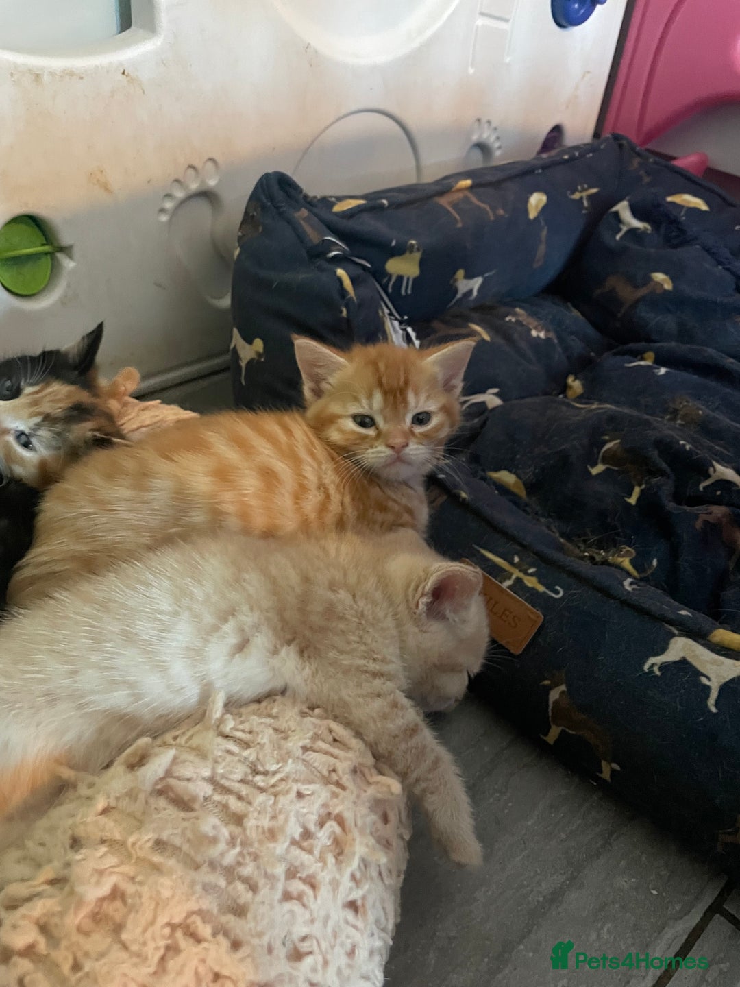 Mixed Breed cats for sale: Part Mainecoon Ginger Litter - Image 22