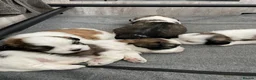 Zuchon dogs for sale: Zuchon puppies for sale in Great Yarmouth - Advert 6
