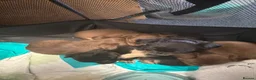 Chihuahua dogs for sale: Long haired chihuahua pups  in Rotherham - Advert 29
