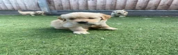 Golden Retriever dogs for sale: KC REGISTERED ®️ 5 STAR ⭐️ GOLDEN RETRIEVER 🐶  - Advert 30