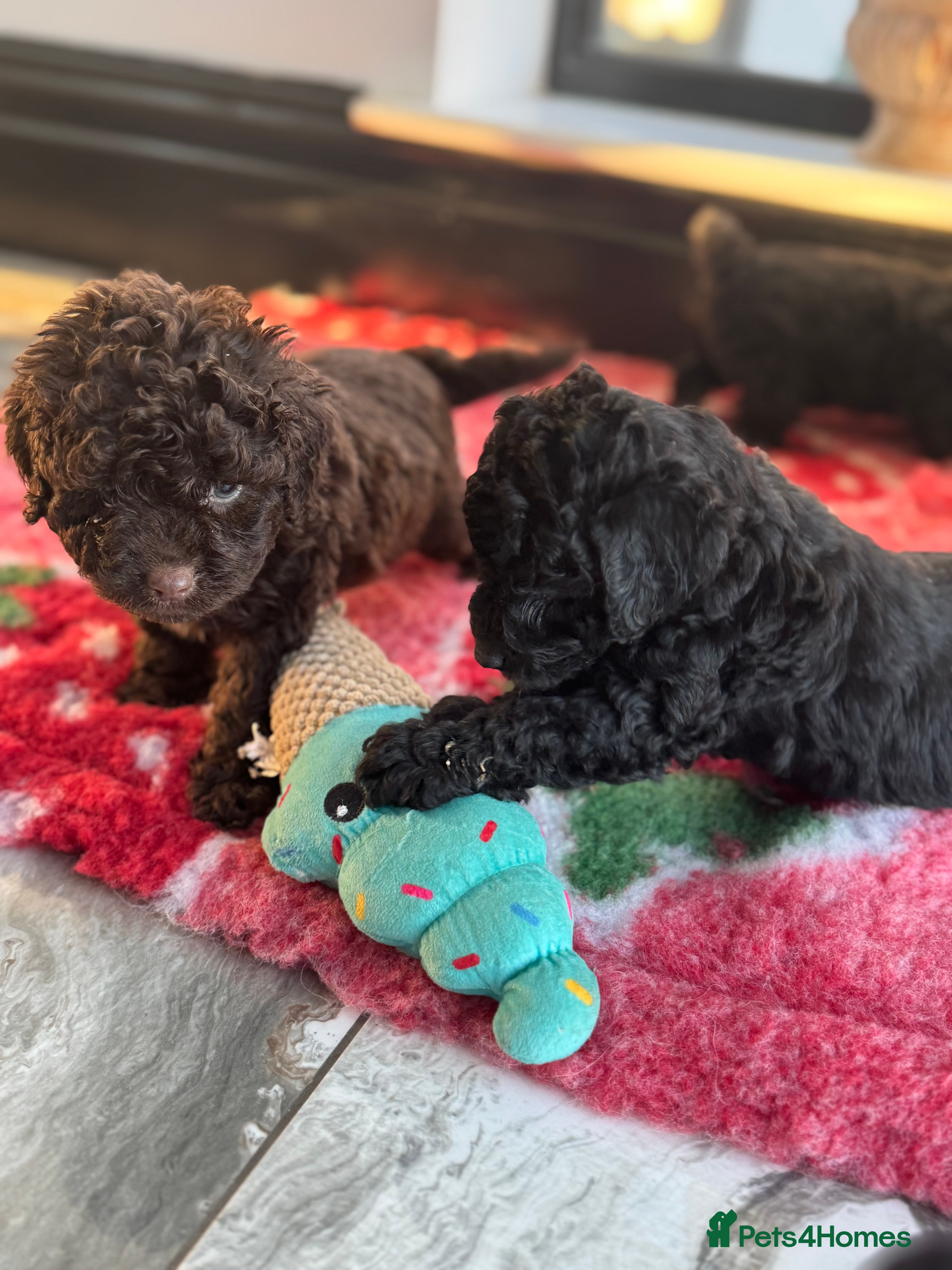 Aussiedoodle dogs Miniature Aussiedoodle Puppies ⭐️ - Advert 1