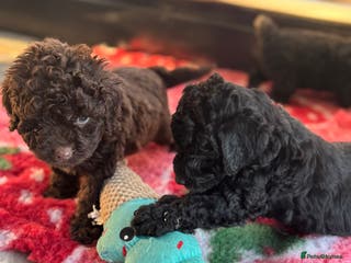 Aussiedoodle dogs Miniature Aussiedoodle Puppies ⭐️ - Advert 6