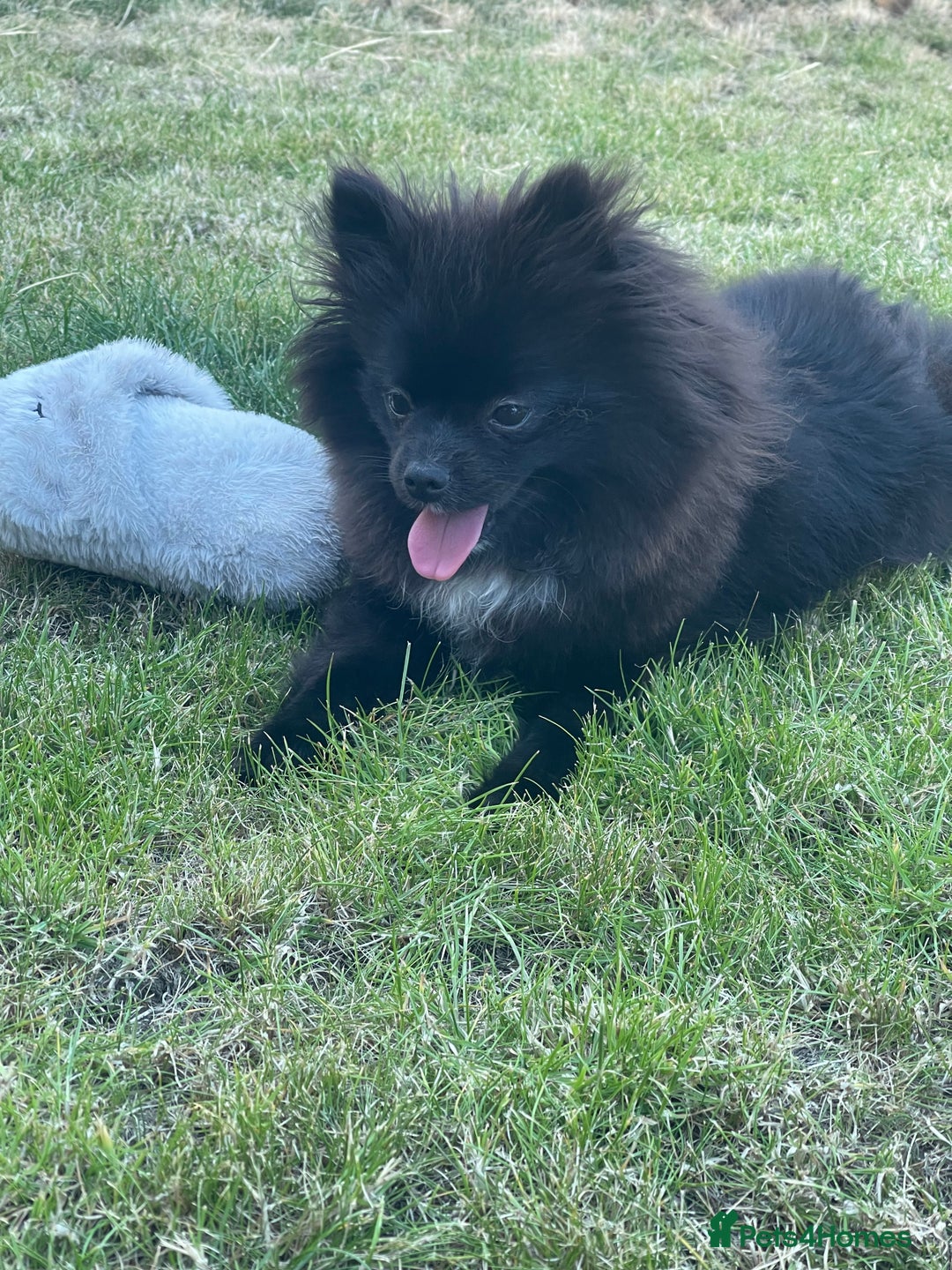 Pomeranian dogs for sale: Beautiful Pomeranian girl for sale - Image 4