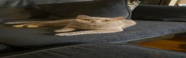 British Shorthair 2