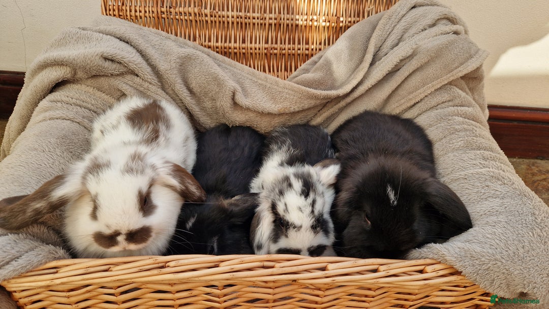 Mini Lop rabbits for sale: 4 x mini lop babies for sale - Advert 1