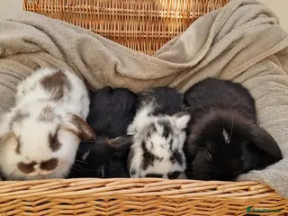 Mini Lop rabbits 4 x mini lop babies for sale - Advert 15