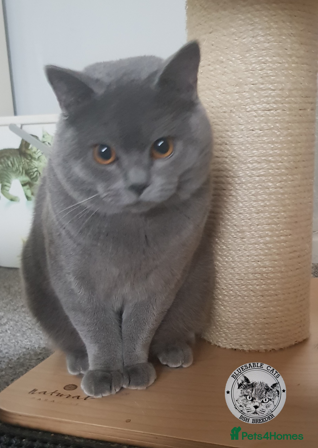 British Shorthair cats for sale: Championship BSH kittens ACTIVE   in Gainsborough - Advert 1