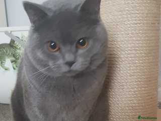 British Shorthair cats Championship BSH kittens ACTIVE in Gainsborough - Advert 17