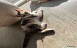 Mixed Breed cats for sale: Cute mixed Bengal kittens  - Image 1