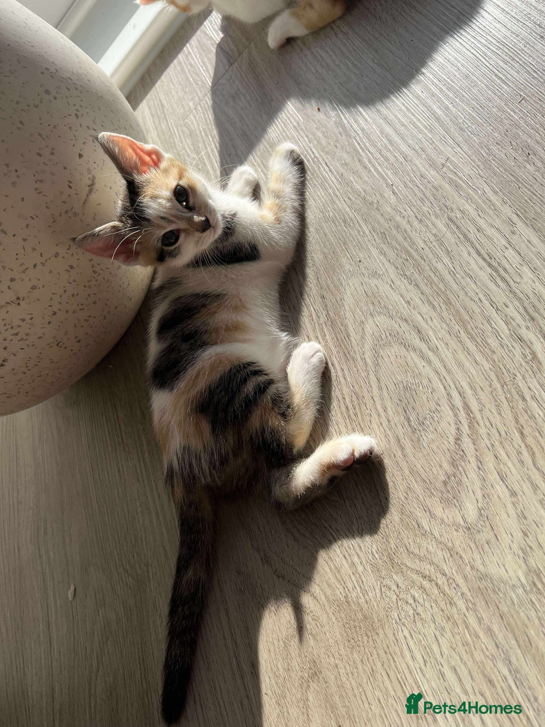 Mixed Breed cats for sale: Cute mixed Bengal kittens  - Image 1