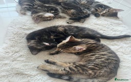 Mixed Breed cats for sale: 5 Adorable Mixed Breed Kittens - Image 29