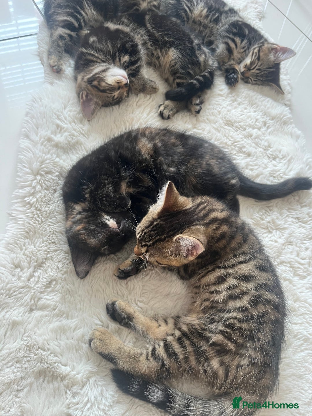 Mixed Breed cats for sale: 5 Adorable Mixed Breed Kittens - Image 29