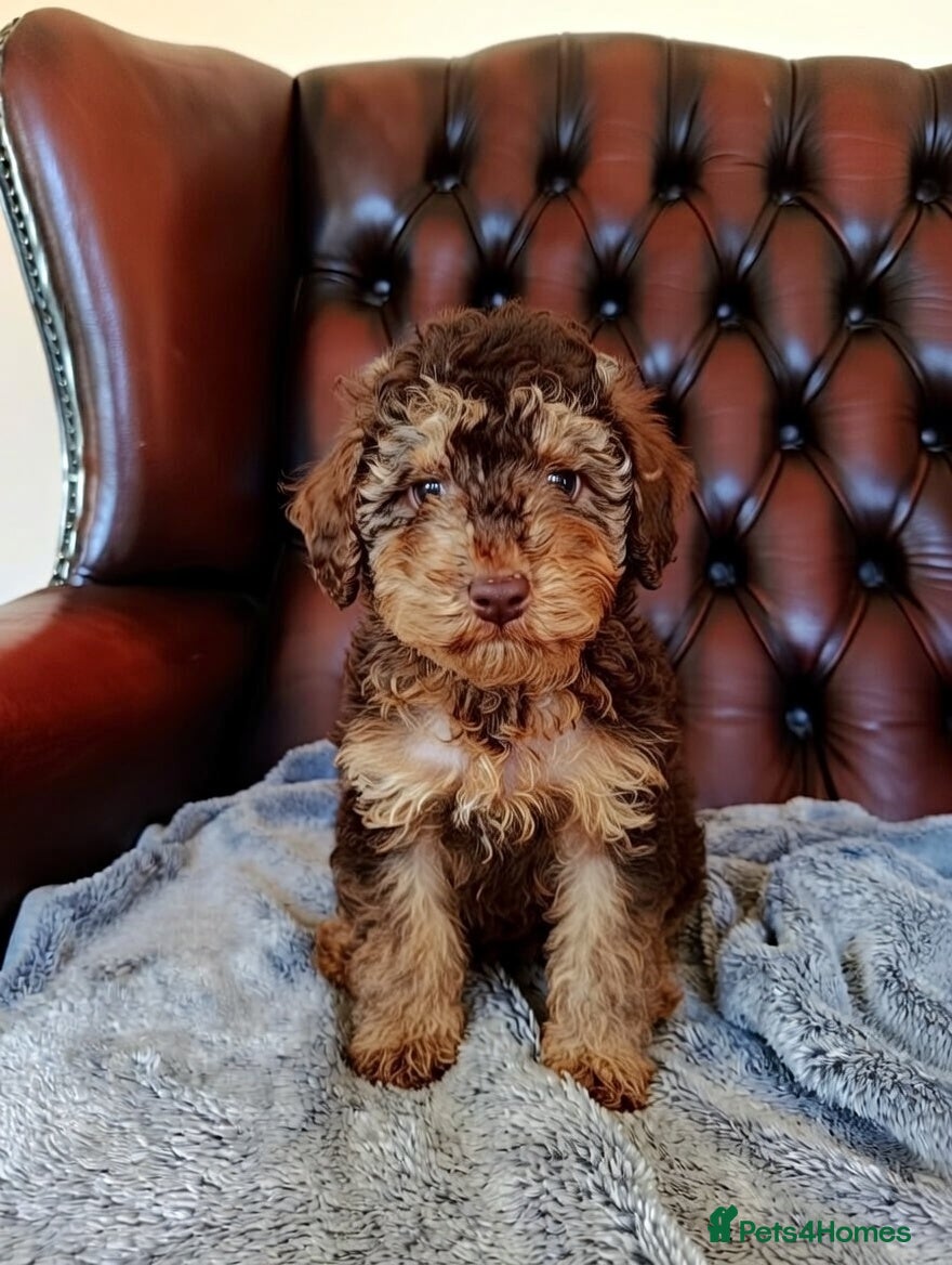 Cockapoo dogs Cockapoo puppies  - Advert 11