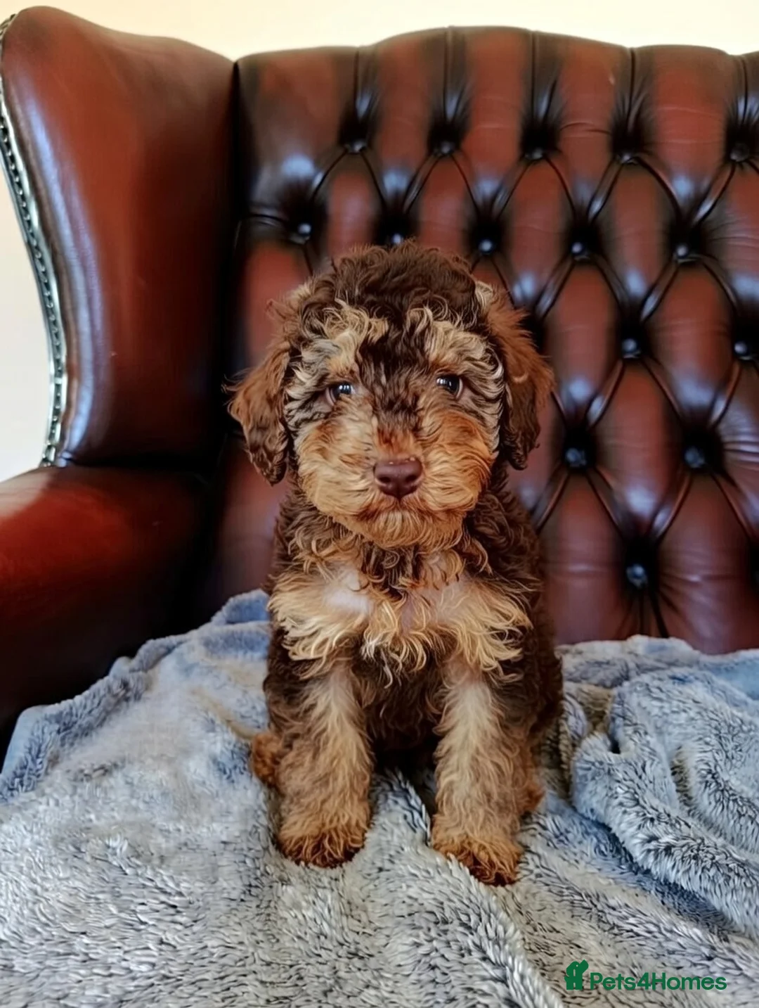 Cockapoo dogs for sale: Cockapoo puppies  - Advert 1