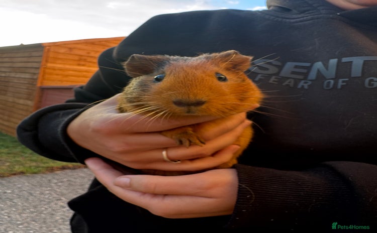 Guinea Pig rodents - Advert 9