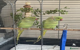 Ringnecks birds for sale: Ringneck Bonded Pair + Cage + Toys  - Image 1