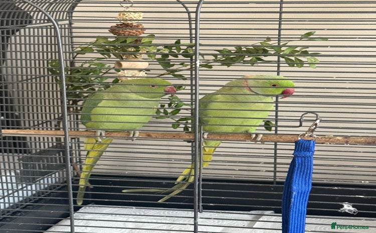 Ringnecks birds - Advert 1