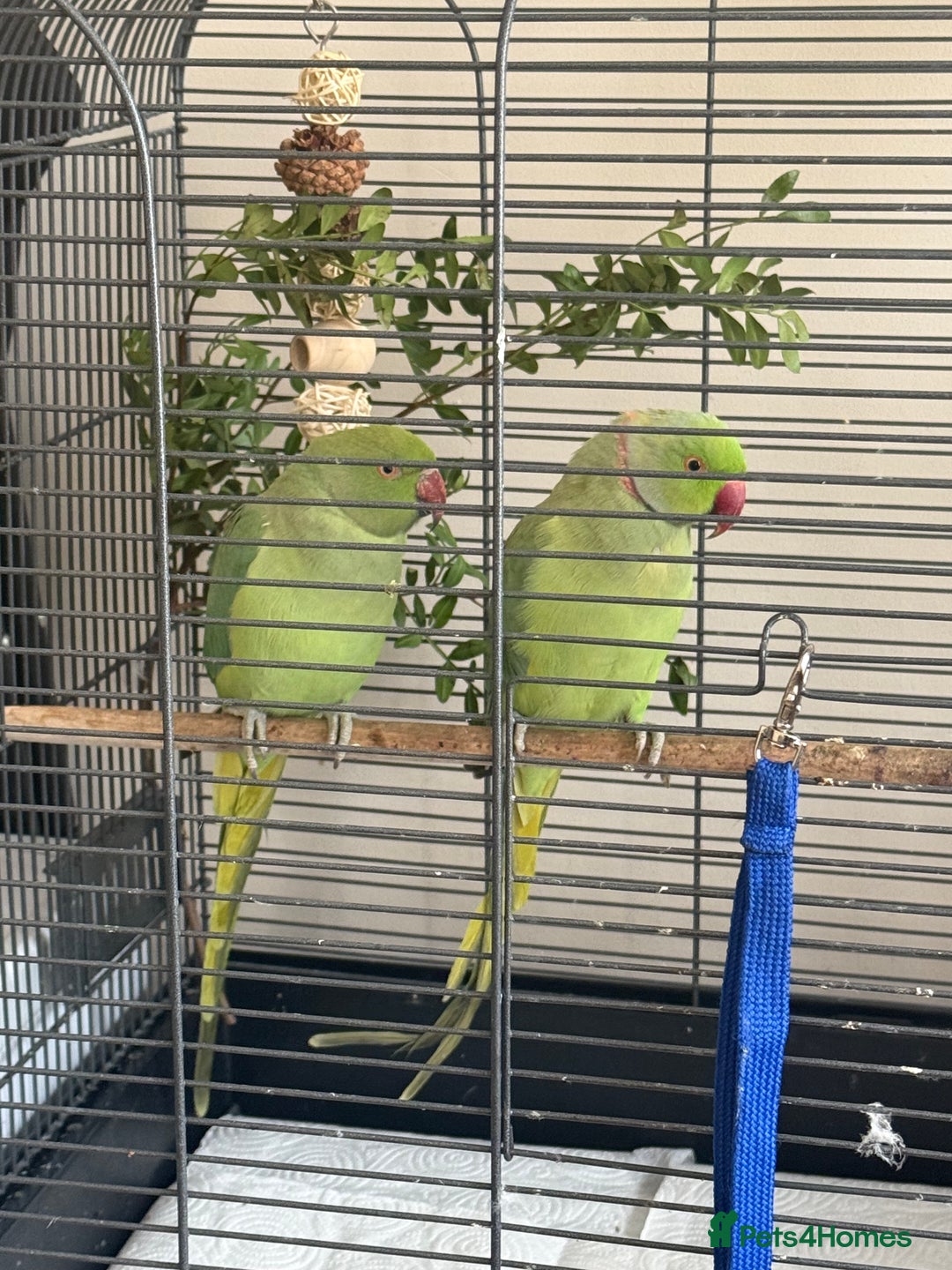 Ringnecks birds for sale: Ringneck Bonded Pair + Cage + Toys  - Image 1