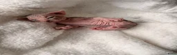 Sphynx cats for sale: ✨ tiny Canadian Sphynx elves ✨ - Advert 12